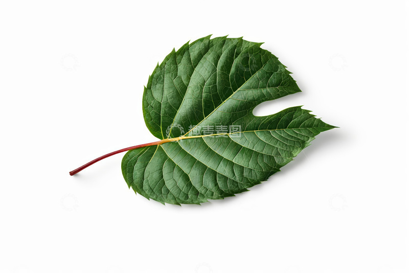 高清大图下载【趣麦麦图】绿色单叶片特写