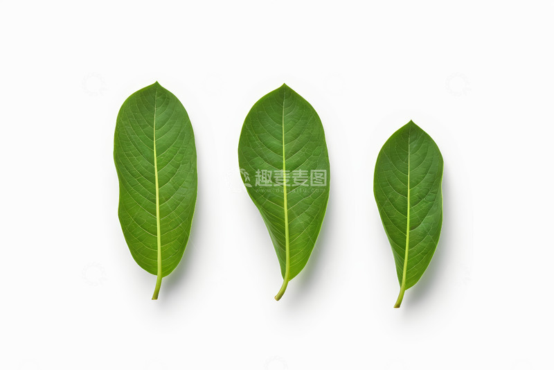 高清大图下载【趣麦麦图】白色背景上的三片绿色叶子