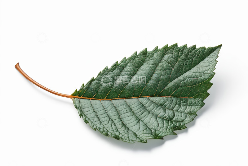 高清大图下载【趣麦麦图】单枚绿色叶片特写