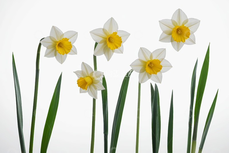 高清大图下载【趣麦麦图】白色背景下绽放的水仙花
