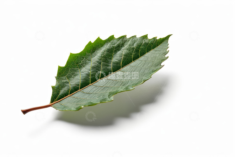 高清大图下载【趣麦麦图】绿色单叶片特写