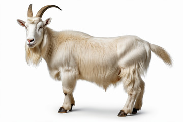 站立的山羊特写