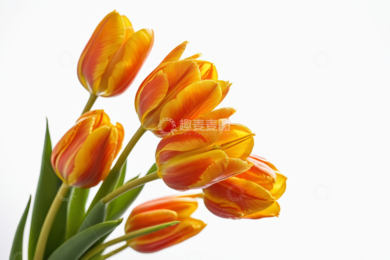 高清大图下载【趣麦麦图】橙红色郁金香特写