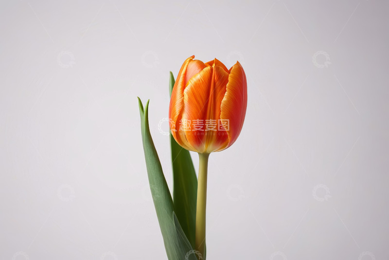 高清大图下载【趣麦麦图】橙色郁金香特写