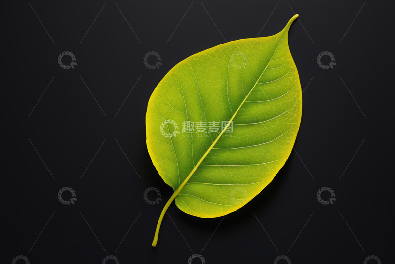 高清大图下载【趣麦麦图】黑色背景上的单片绿色叶子