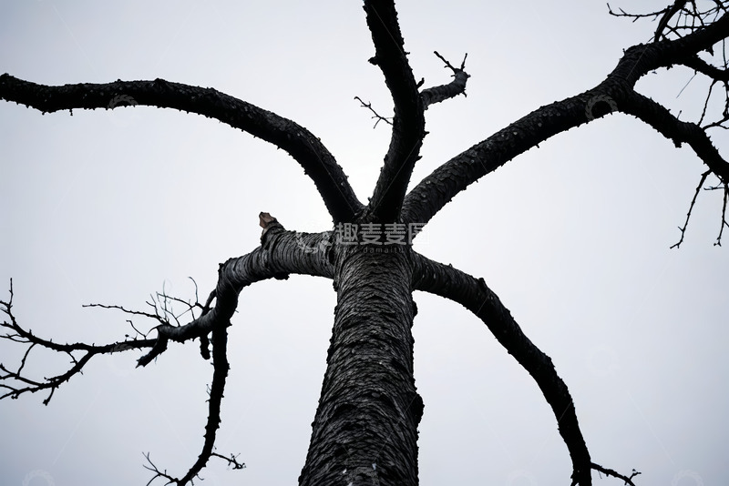 高清大图下载【趣麦麦图】仰视视角下的光秃树木