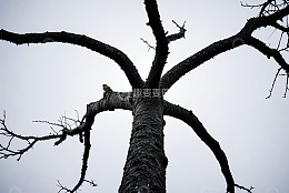 仰视视角下的光秃树木