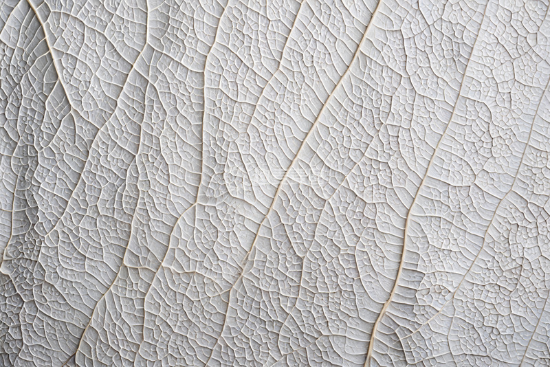 高清大图下载【趣麦麦图】叶片纹理特写