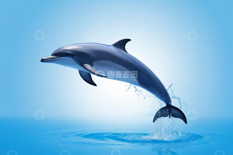 高清大图下载【趣麦麦图】海豚跃出水面的自然场景