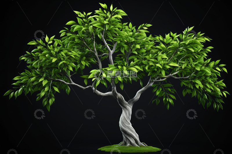高清大图下载【趣麦麦图】单棵绿色树木特写