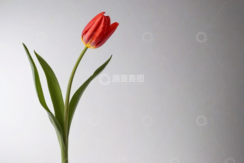 高清大图下载【趣麦麦图】红色郁金香特写