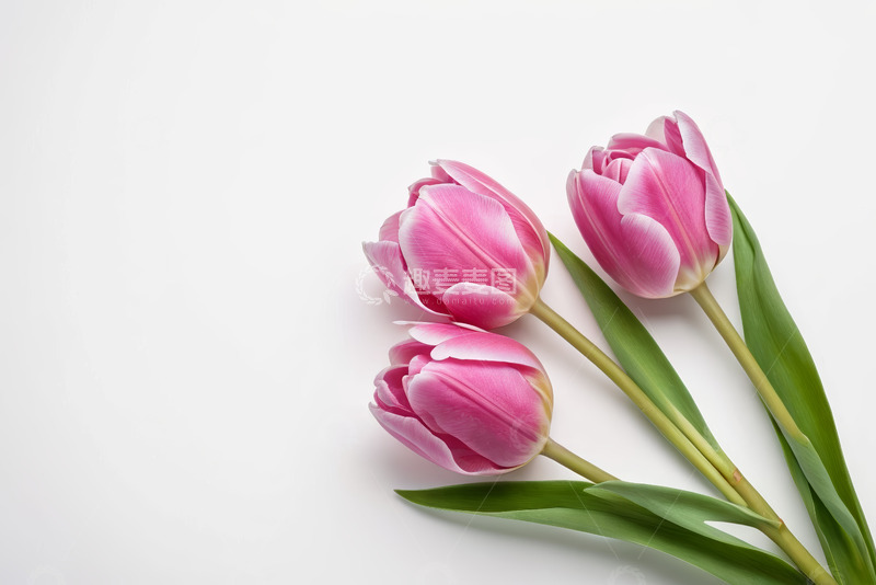 高清大图下载【趣麦麦图】粉色郁金香特写