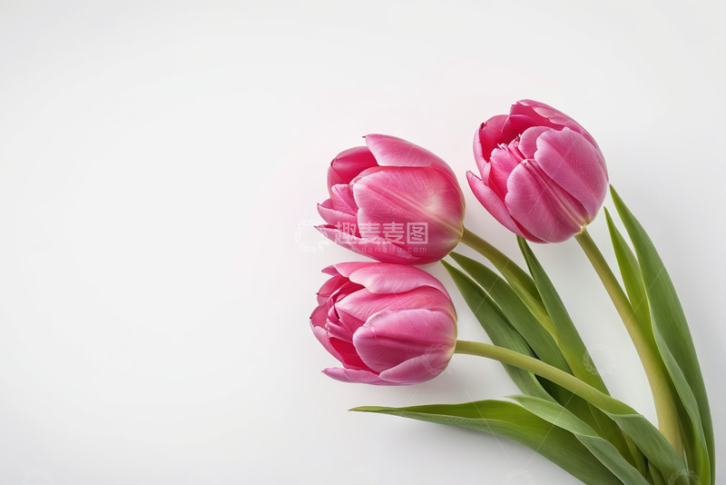 高清大图下载【趣麦麦图】三朵粉色郁金香特写