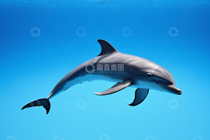 高清大图下载【趣麦麦图】水下游泳的海豚