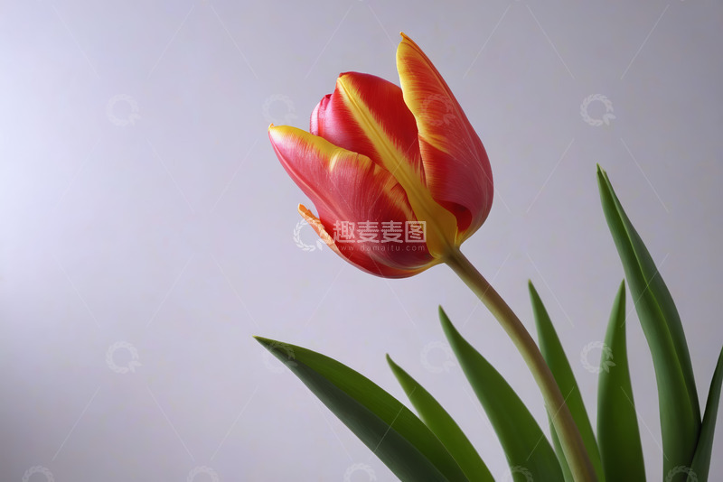 高清大图下载【趣麦麦图】红黄双色郁金香特写