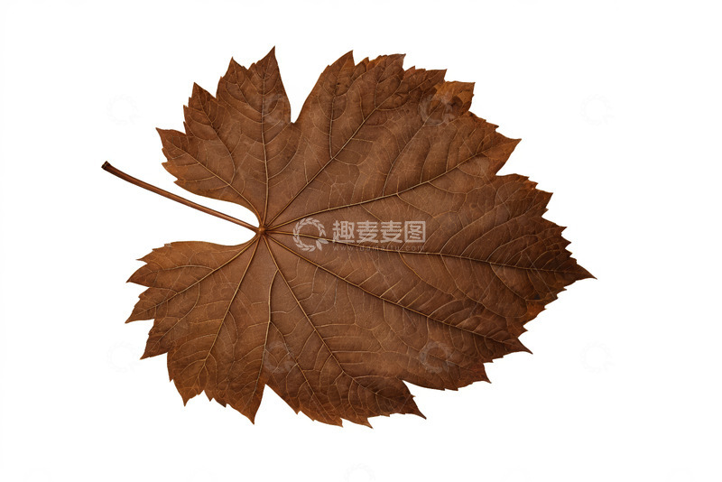高清大图下载【趣麦麦图】棕色枫叶特写素材