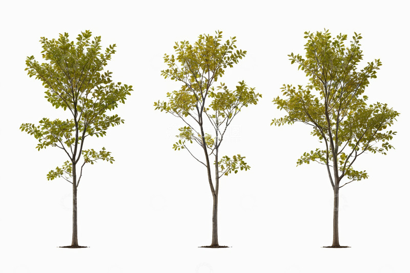 高清大图下载【趣麦麦图】三棵绿植树木素材