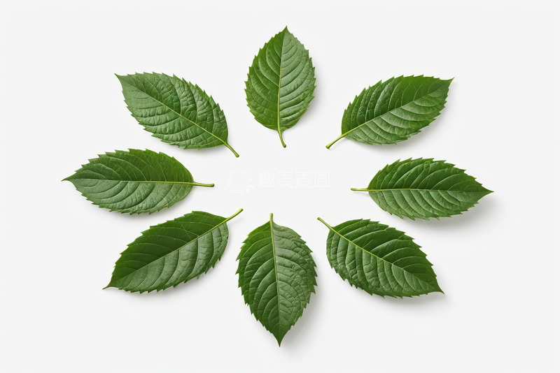 高清大图下载【趣麦麦图】白色背景上排列的绿色树叶