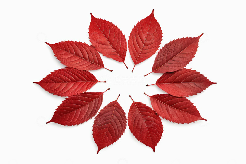 高清大图下载【趣麦麦图】红色树叶圆形排列素材