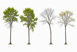 不同状态树木的自然景观