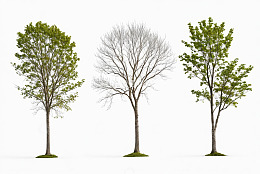 三棵不同状态树木素材