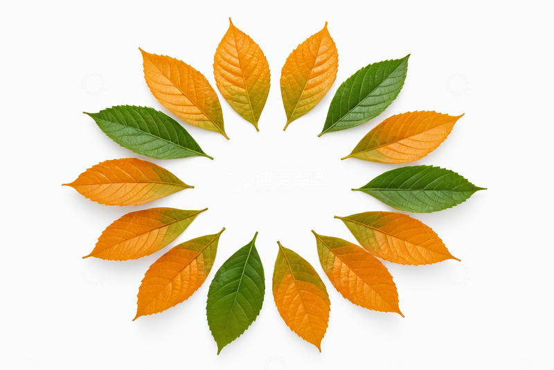 高清大图下载【趣麦麦图】-圆形排列的黄绿相间树叶