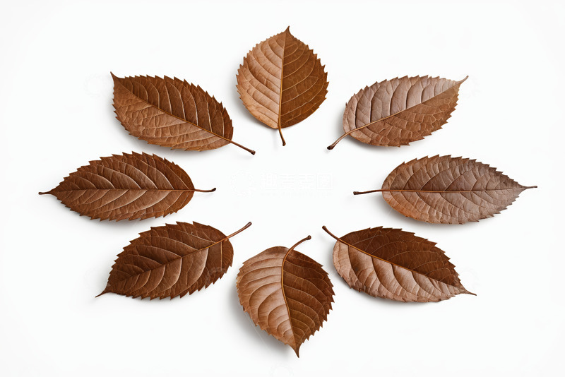 高清大图下载【趣麦麦图】圆形排列的棕色树叶