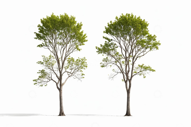 高清大图下载【趣麦麦图】两棵绿树白色背景素材