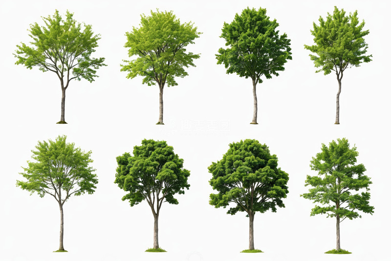 高清大图下载【趣麦麦图】多棵绿树素材