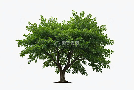 白色背景下的绿色树木