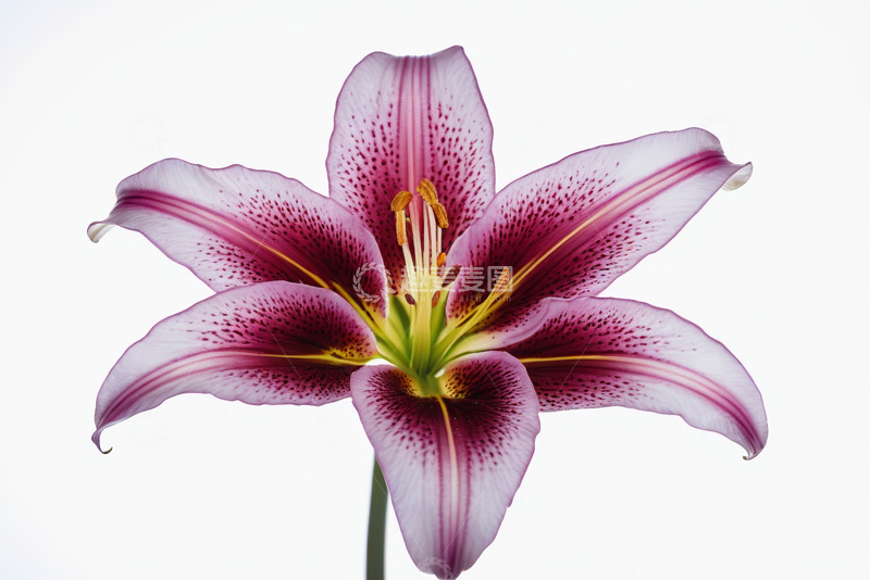 高清大图下载【趣麦麦图】特写粉色百合花花卉素材