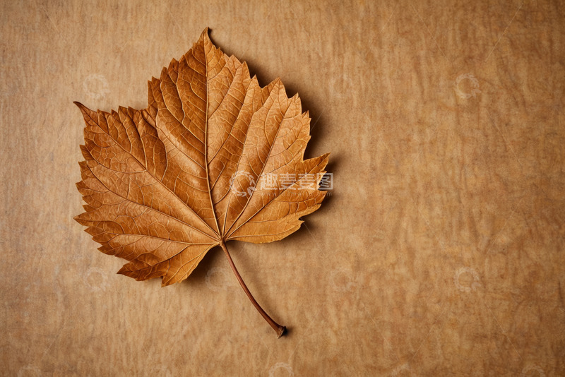 高清大图下载【趣麦麦图】棕色背景上的枯黄树叶