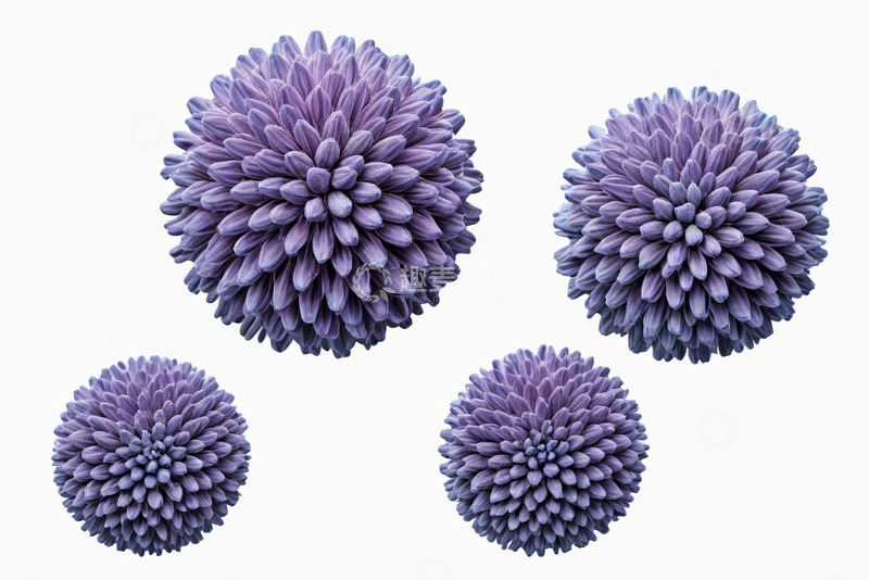 高清大图下载【趣麦麦图】紫色球状花朵特写