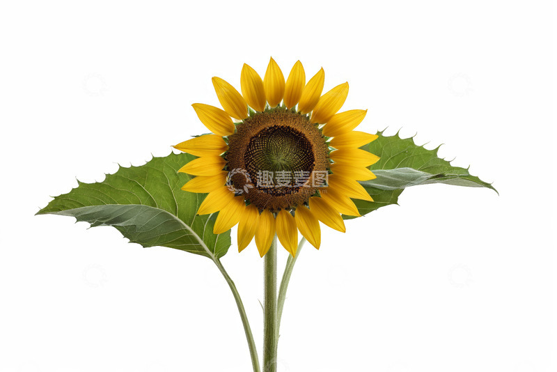 高清大图下载【趣麦麦图】单株向日葵特写