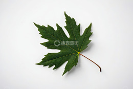 白色背景上的绿色枫叶