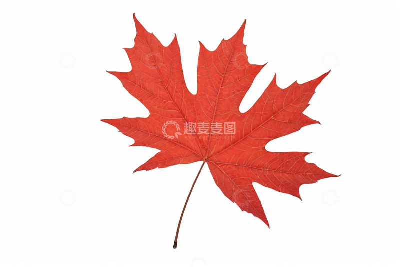 高清大图下载【趣麦麦图】红色枫叶特写素材