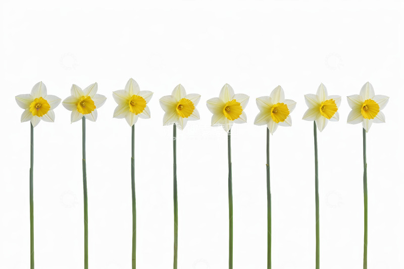 高清大图下载【趣麦麦图】一排绽放的白色水仙花