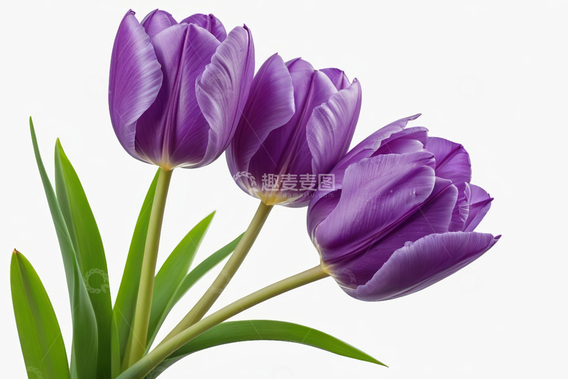 高清大图下载【趣麦麦图】紫色郁金香特写