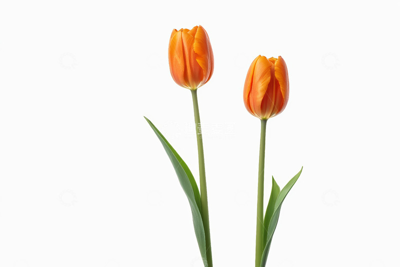 高清大图下载【趣麦麦图】两朵橙色郁金香特写