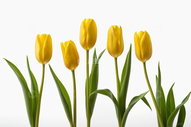 高清大图下载【趣麦麦图】黄色郁金香特写