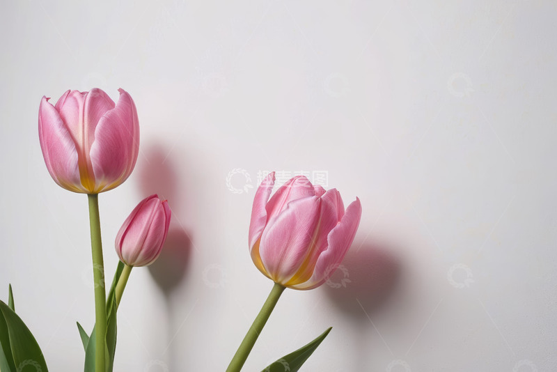 高清大图下载【趣麦麦图】粉色郁金香特写