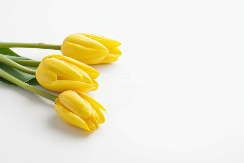 高清大图下载【趣麦麦图】三枝黄色郁金香特写