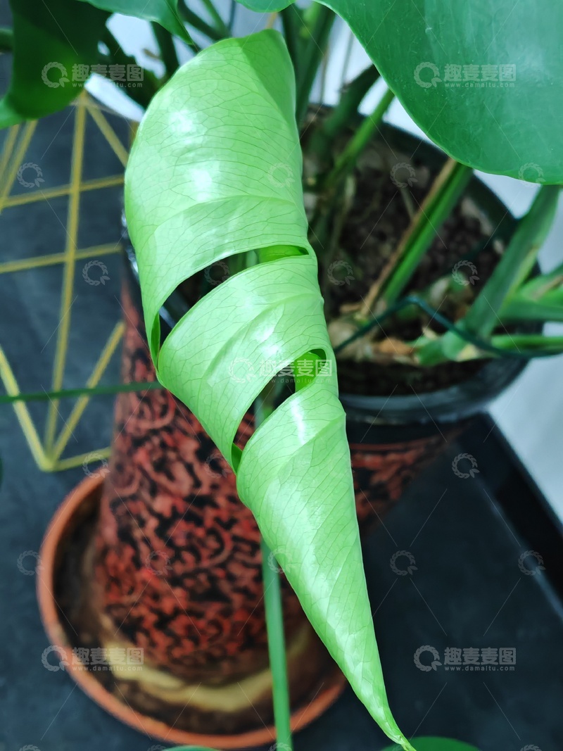 高清大图下载【趣麦麦图】绿植叶片特写摄影图片