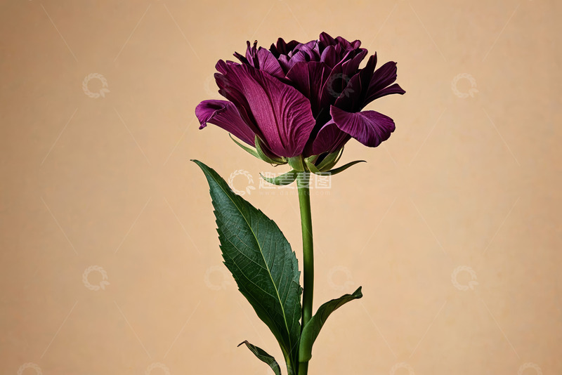 高清大图下载【趣麦麦图】紫色花朵特写