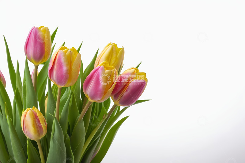 高清大图下载【趣麦麦图】多彩郁金香花卉特写