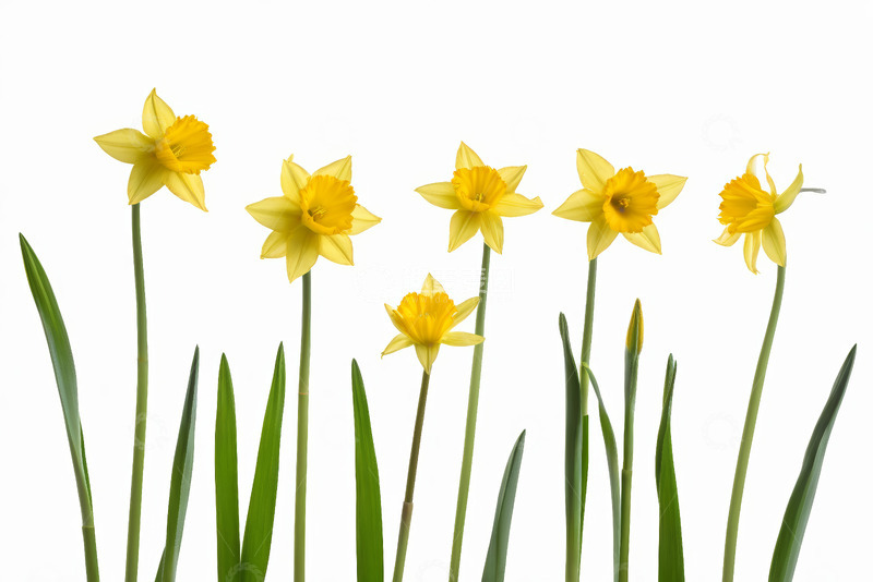 高清大图下载【趣麦麦图】黄色水仙花特写