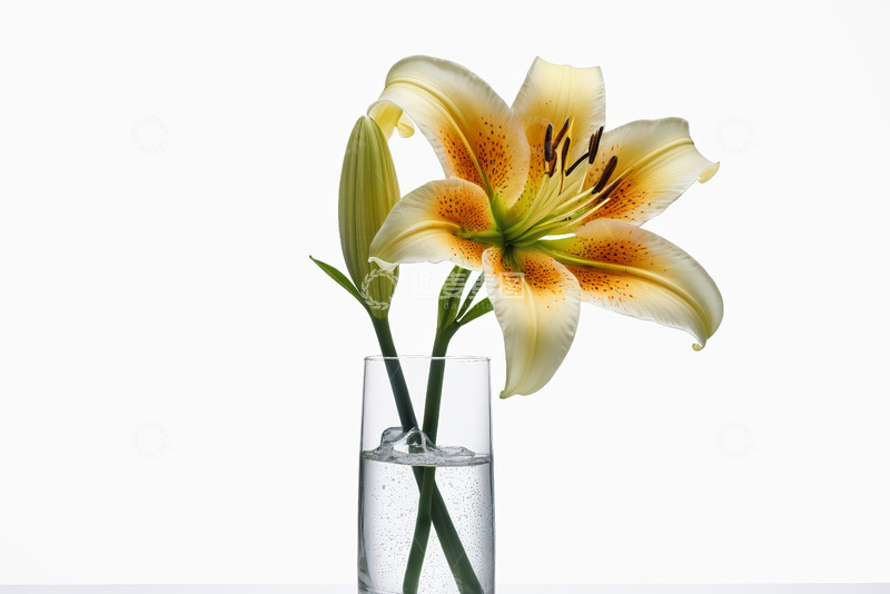 高清大图下载【趣麦麦图】玻璃花瓶中的盛开百合花
