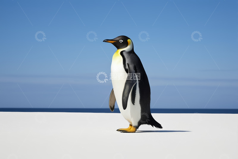 高清大图下载【趣麦麦图】站立的帝企鹅远景