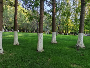 树林绿草坪自然风光摄影图