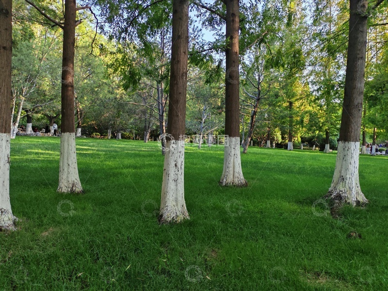 高清大图下载【趣麦麦图】树林绿草坪自然风光摄影图